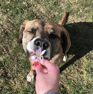 A plott hound mix dog is sniffing a flower in a person's hand.