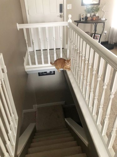 cat napping on staircase baseboard