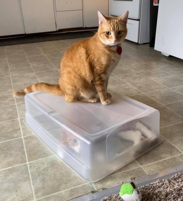 cat traps other cat in plastic bin