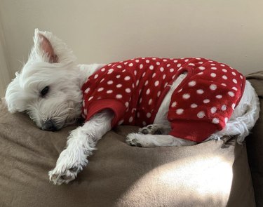 dog in polka dot pajamas.