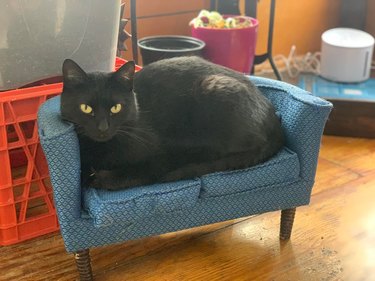 cat sitting on tiny, cat-sized couch