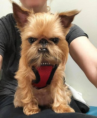 Brussels Griffon looks guilty of something