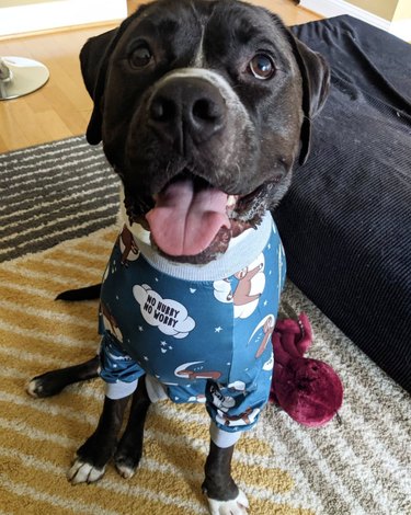 dog in blue pajamas.