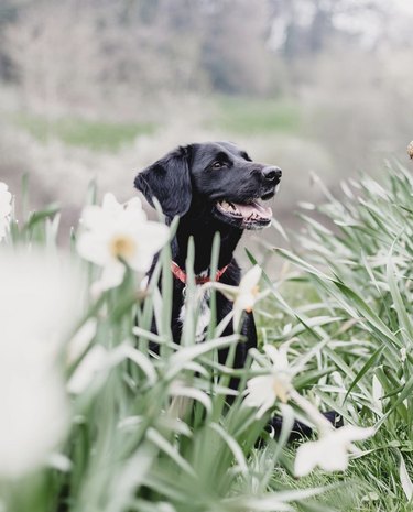 A happy dog is in a field of flowers.