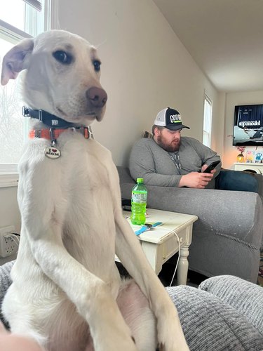 dog sitting upright like a person