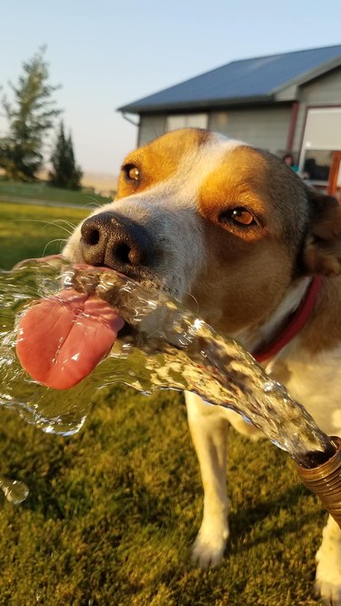 dog drinking water from a hose