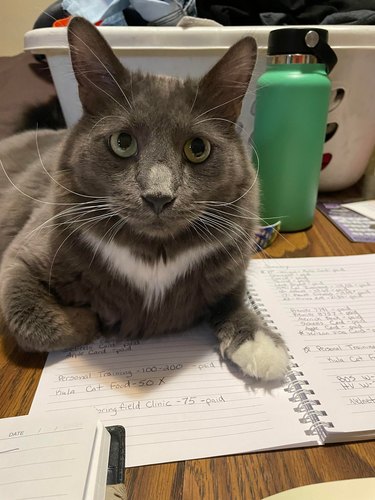 Gray cat laying on table partially on notebook.