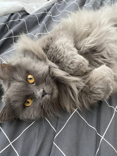 Very fluffy gray cat laying on back with curled paws