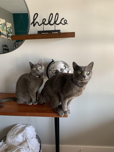 Two gray cats standing on hall table under sign that says "hello".