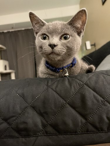 Gray kitten with bell on blue collar on back of couch.