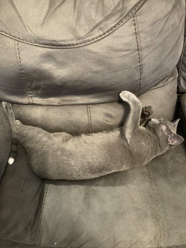Gray cat sleeping in crevice of matching gray couch