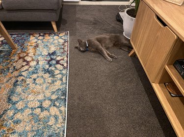 Gray cat laying on heated carpet