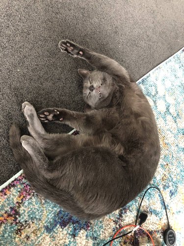 Gray cat laying on its back, showing underside of front paws.