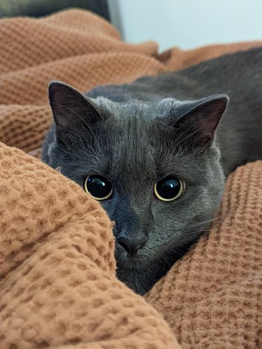 Gray cat with dilated pupils crouched in blankets