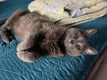Gray cat laying on bed with curled paws