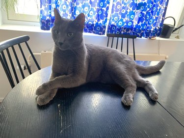 Gray cat laying on table with front paws crossed