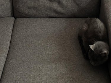 Gray cat on matching gray couch.