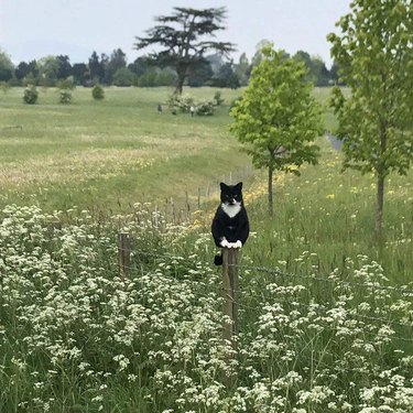 cat standing on a fence post in a field
