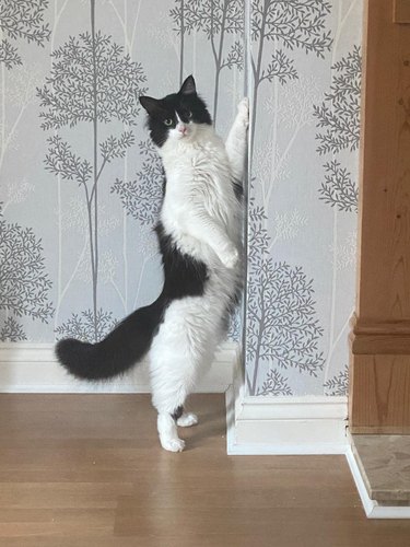 cat standing up against wall with nice wallpaper