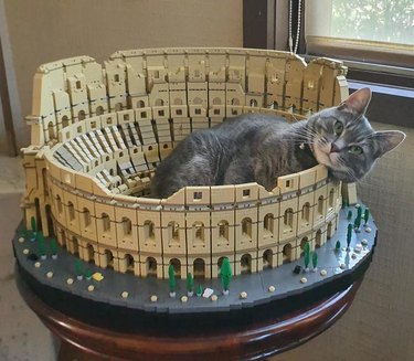cat sitting in small replica of Roman coliseum