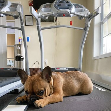 Frenchie dog on treadmill.