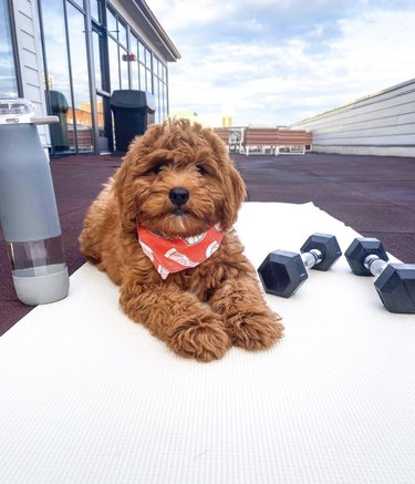 brown doodle puppy in red bandana with weights.