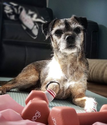 terrier dog with weights.