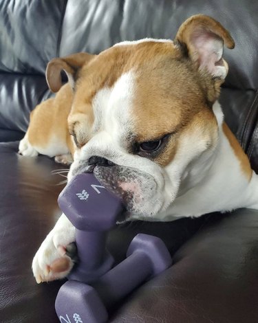 bulldog chewing on weights.