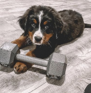 Bernese puppy with a weight.