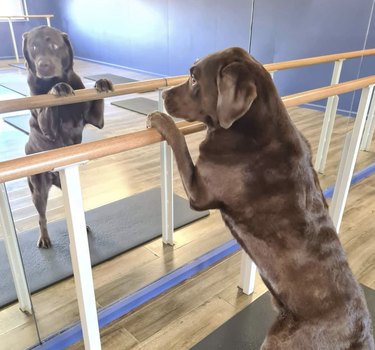 Labrador dog doing a barre workout.