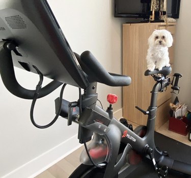 Maltese dog sitting on peloton seat.