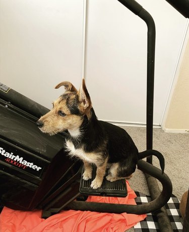 puppy dog on treadmill.