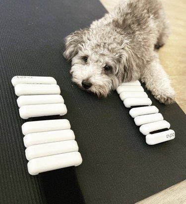 dog on yoga mat.