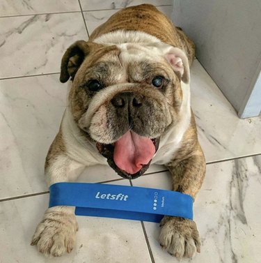 bulldog with fitness band.
