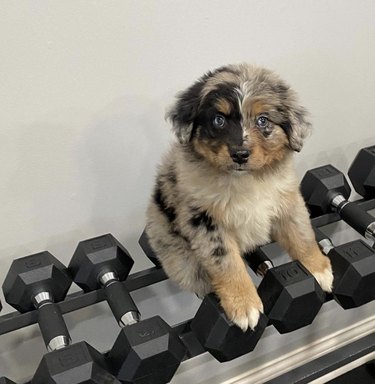 Australian Shepherd puppy on rack with weights.