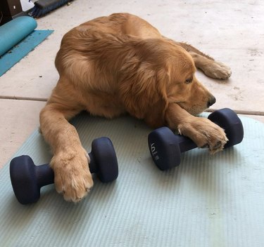 puppy with paws on weights.