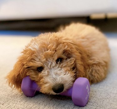 dog with snout on weight.