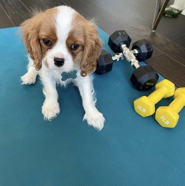 Cavalier King Charles Spaniel puppy on yoga mat with weights.