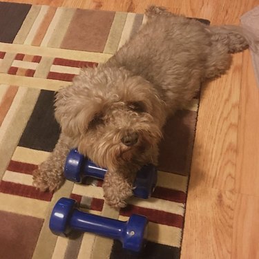 dog with weights.