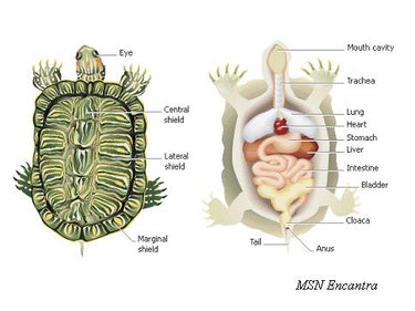 A diagram of turtle anatomy. On the left is a view of a turtle from above. On the right is an internal view of a turtle showing the organs inside its shell.