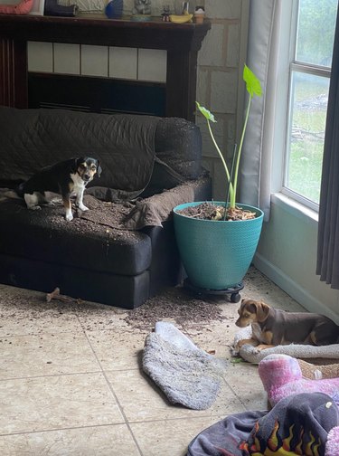 Two remorseful dogs are sitting in a living room by a houseplant with potting soil on the floor.