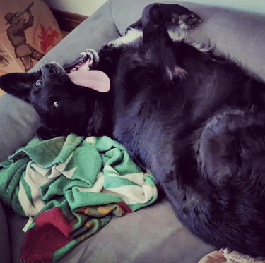 A dog is on a couch making a silly face with their tongue out, while their pet parent tries to take a picture of them.