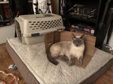 A cat is laying in a piece of cardboard instead of their cat bed.