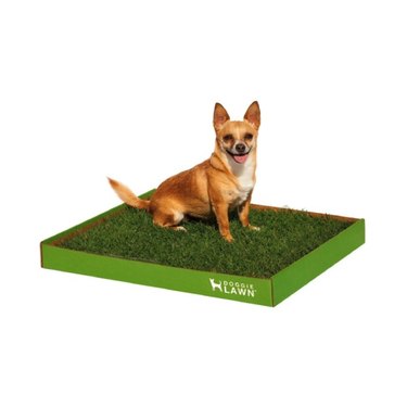 DoggieLawn Natural Grass Puppy Pee Pads
