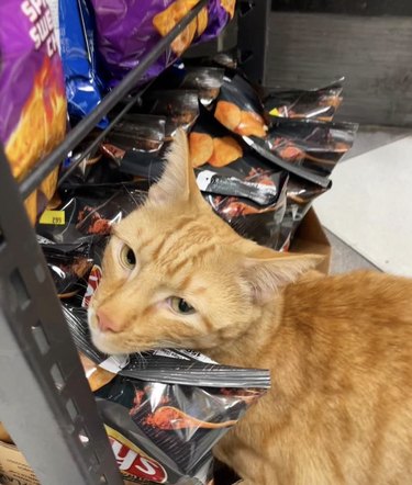 An orange cat is resting their head on bags of barbeque chips in a bodega.