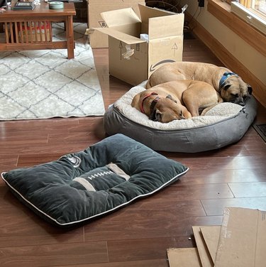 Two dogs are sleeping and sharing the same dog bed, instead of using separate ones.