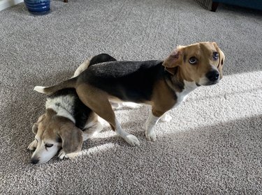 A dog is sitting on top of a dog that was enjoying some relaxation and sunbathing.