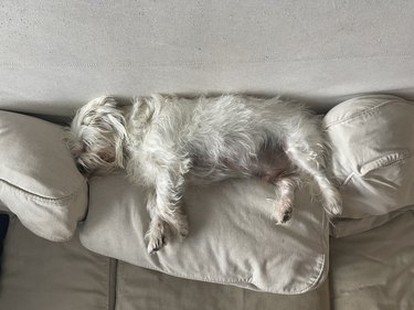 dog sleeping on couch