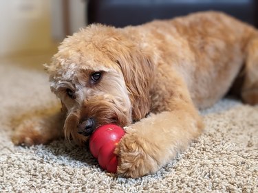 dog playing with Kong chew toy