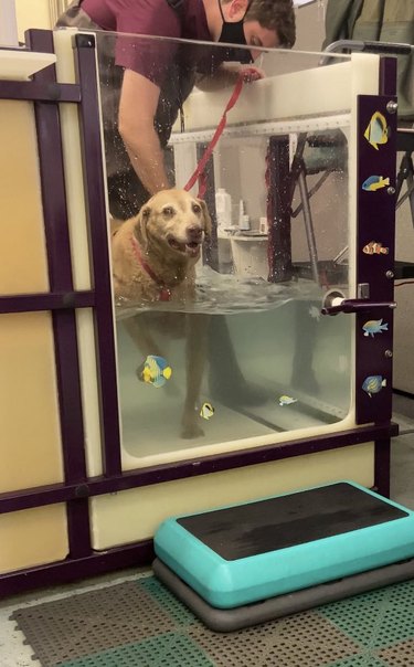 dog doing hydrotherapy